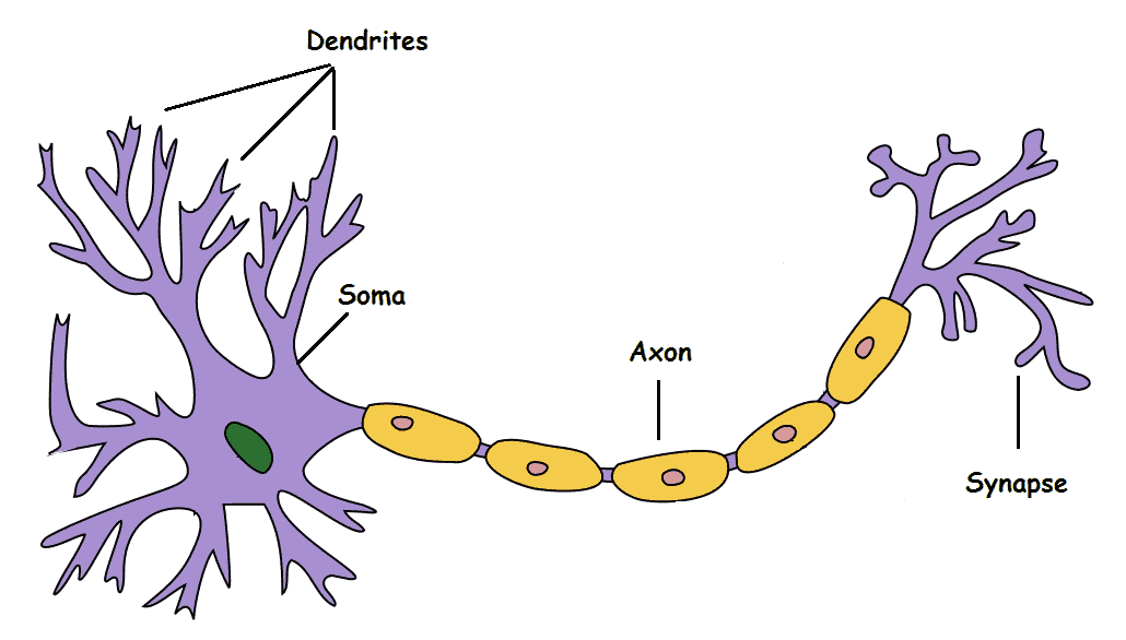 neuron with dendrites, soma, axon and synapse